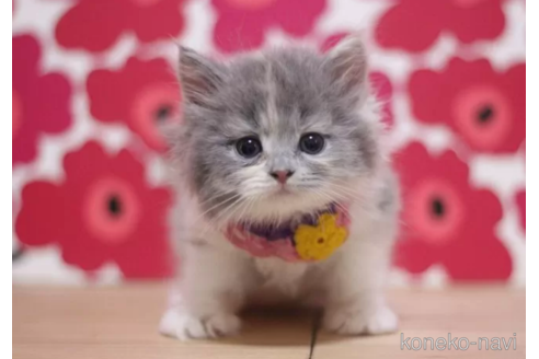 成約済の東京都のブリティッシュショートヘア-105339の5枚目